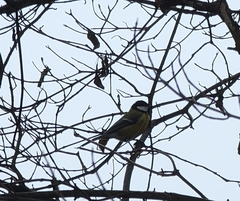 Parus major