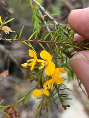 Dillwynia retorta
