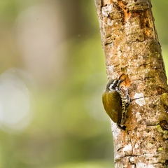 Picumnus innominatus