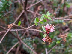 Trochocarpa cunninghamii