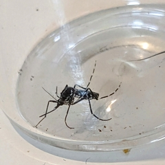 Aedes albopictus