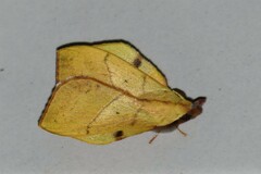 Radhica elisabethae