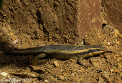 Trachylepis punctatissima