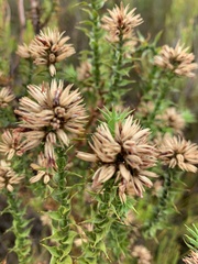 Sprengelia incarnata