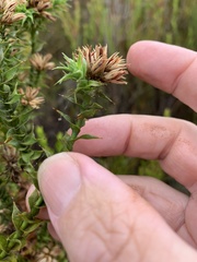 Sprengelia incarnata