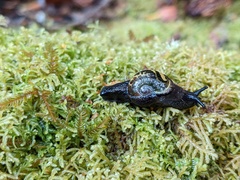 Helicarion cuvieri