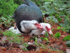 Cairina moschata domestica
