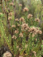 Sprengelia incarnata