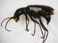 Cordylepherus viridis