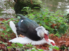 Cairina moschata domestica