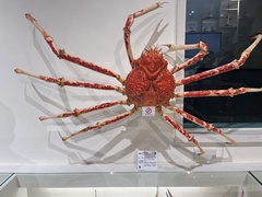 Macrocheira kaempferi