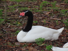 Cygnus melancoryphus