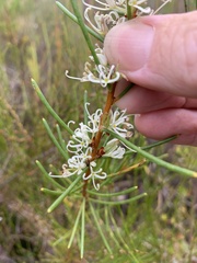 Hakea teretifolia