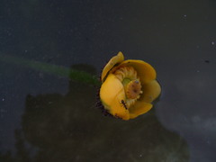 Nuphar pumila