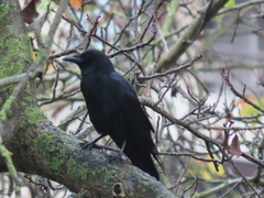 Corvus corone