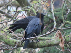 Corvus corone