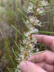 Hakea teretifolia