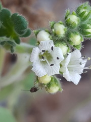 Phacelia rupestris
