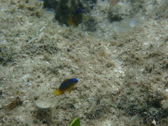 Chrysiptera unimaculata