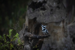 Ceryle rudis