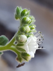 Phacelia rupestris
