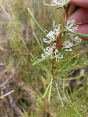 Hakea teretifolia