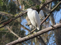 Egretta garzetta