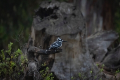Ceryle rudis