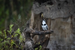 Ceryle rudis