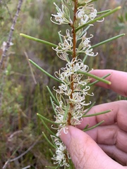 Hakea teretifolia