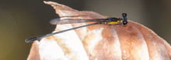 Lestoidea