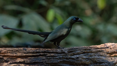 Crypsirina temia
