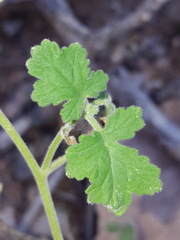Phacelia rupestris