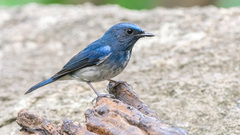 Cyornis hainanus