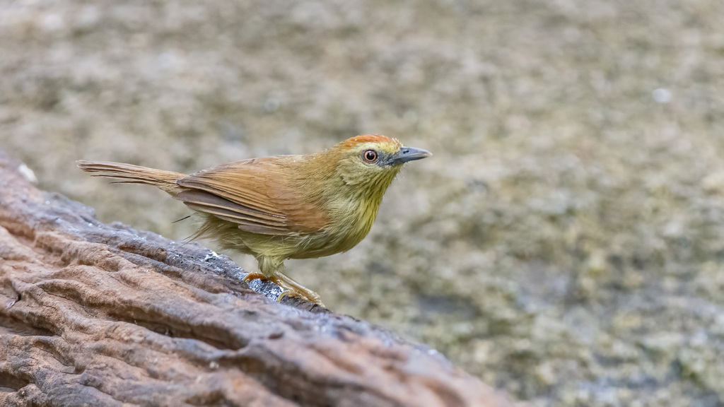 Pin-striped Tit-Babbler