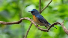 Cyornis glaucicomans