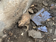 Duttaphrynus melanostictus