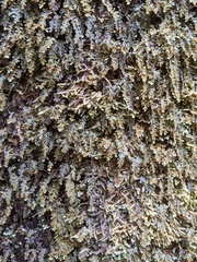 Hymenophyllum applanatum