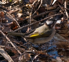 Pycnonotus sinensis