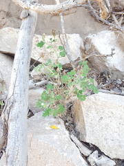Phacelia rupestris