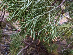 Athrotaxis cupressoides