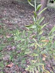 Osyris lanceolata