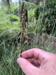 Carex appressa