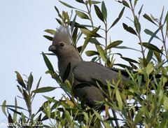 Corythaixoides concolor