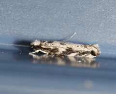 Erechthias zebrina