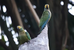 Orthopsittaca manilatus