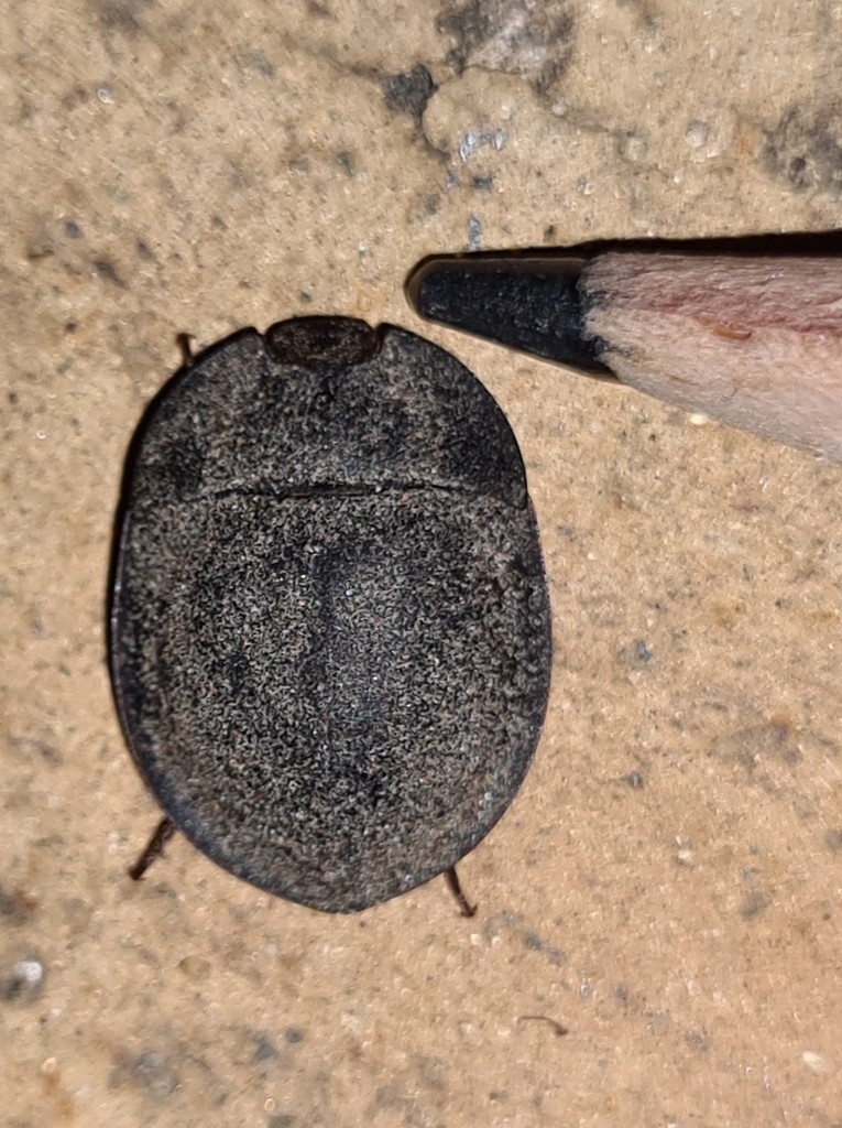 Piedish Beetles from Perth on January 03, 2023 at 0737 PM by DA. Pie