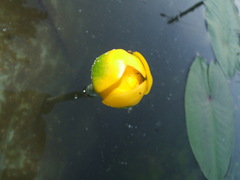 Nuphar pumila
