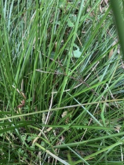 Carex appressa
