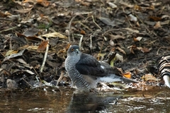Accipiter nisus